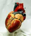 Women’s Heart Failure Symptoms Different Than Men